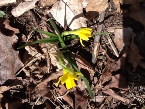 spring crocus