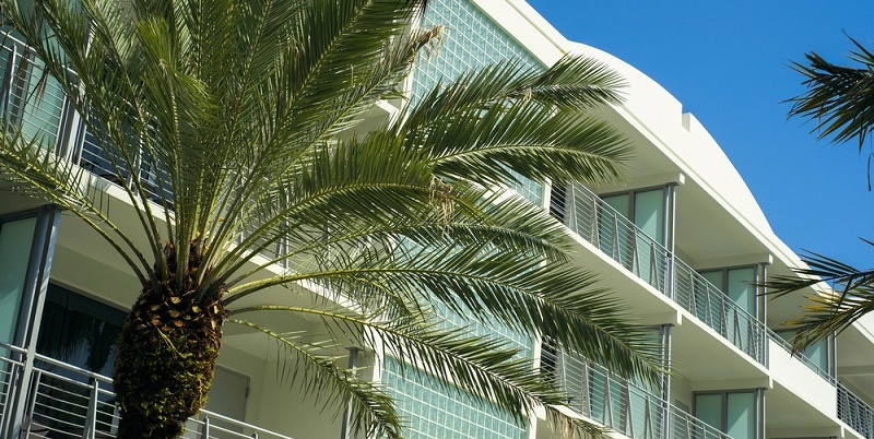 Palm tree beside a white building.