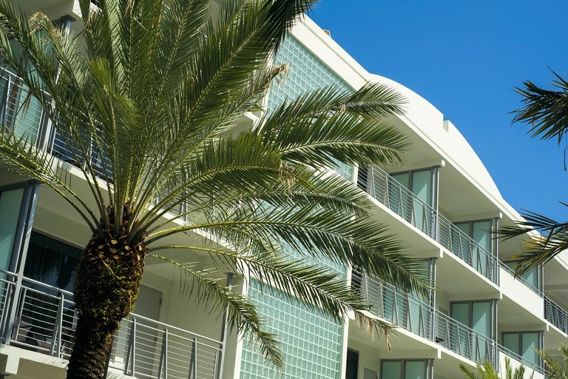 Palm tree beside a white building.